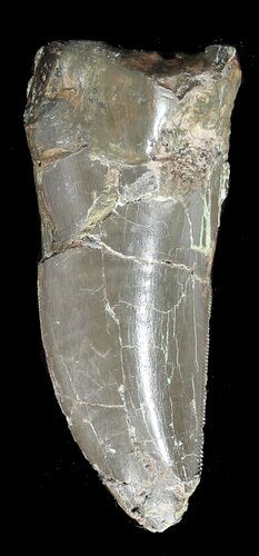 Bargain, Allosaurus Tooth - Wyoming #43661